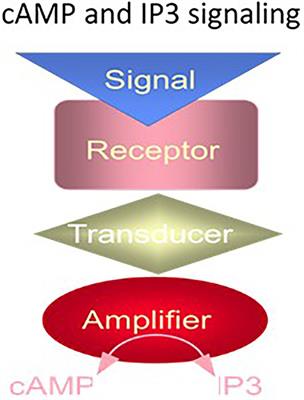 Multilimbed membrane guanylate cyclase signaling system, evolutionary ladder